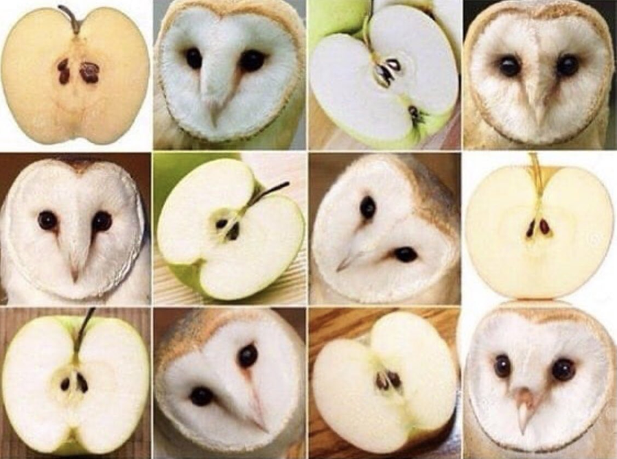 An example of images of two different things that look the same - in this case owls and halved apples.