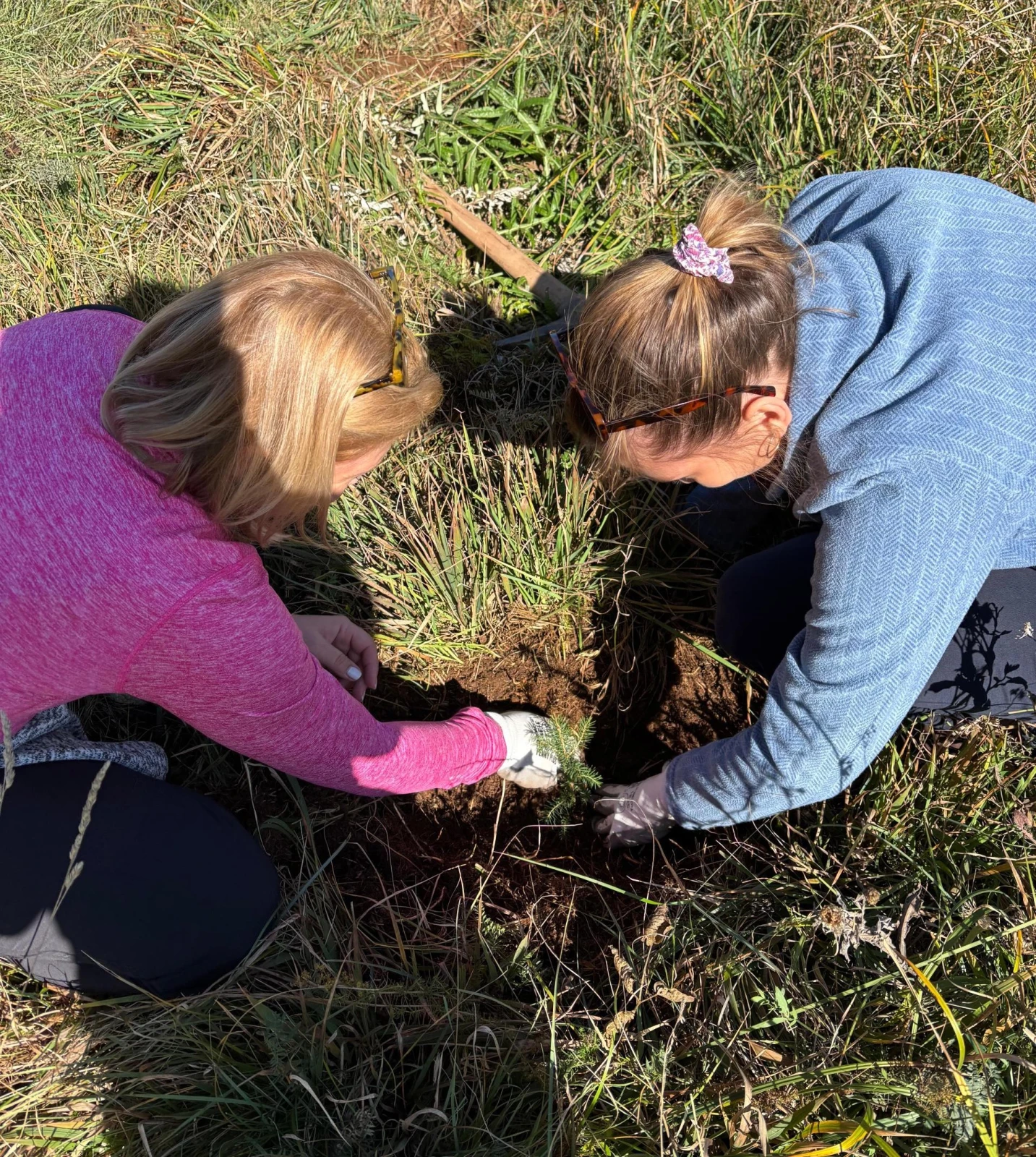 Two volunteers kneeling to plant a small tree sapling in a freshly dug hole, part of Bolt’s reforestation initiative led by Mihai Tanase.